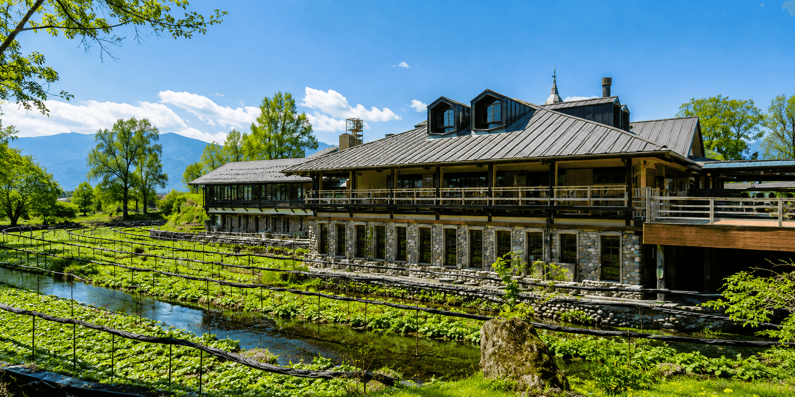 The three watermills at Daio Wasabi Farm surrounded by wasabi paddies fed by clear alpine spring water