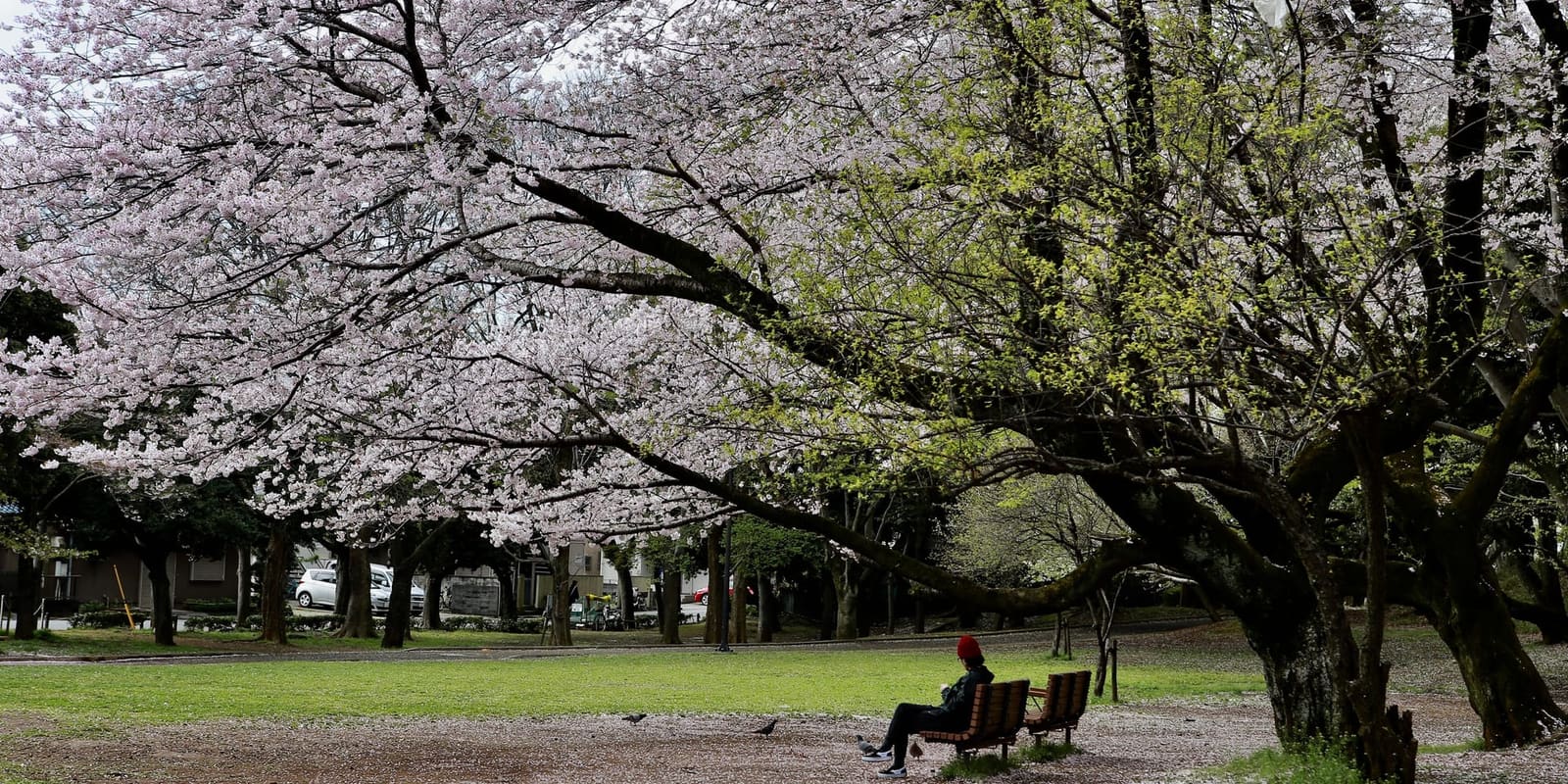 Cherry blossom sakura peak bloom forecast Japan spring 2026