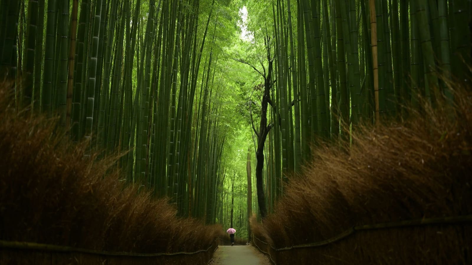 A lone walker with a pink umbrella on the Arashiyama Bamboo Grove path, between tall bamboo and brushwood fences