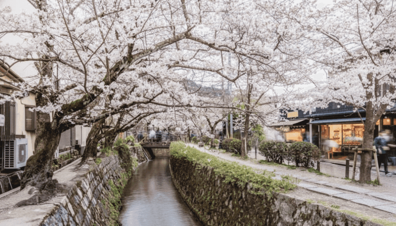 Cherry trees in full bloom arching over the Philosopher's Path canal, with a small bridge and a cafe along the path