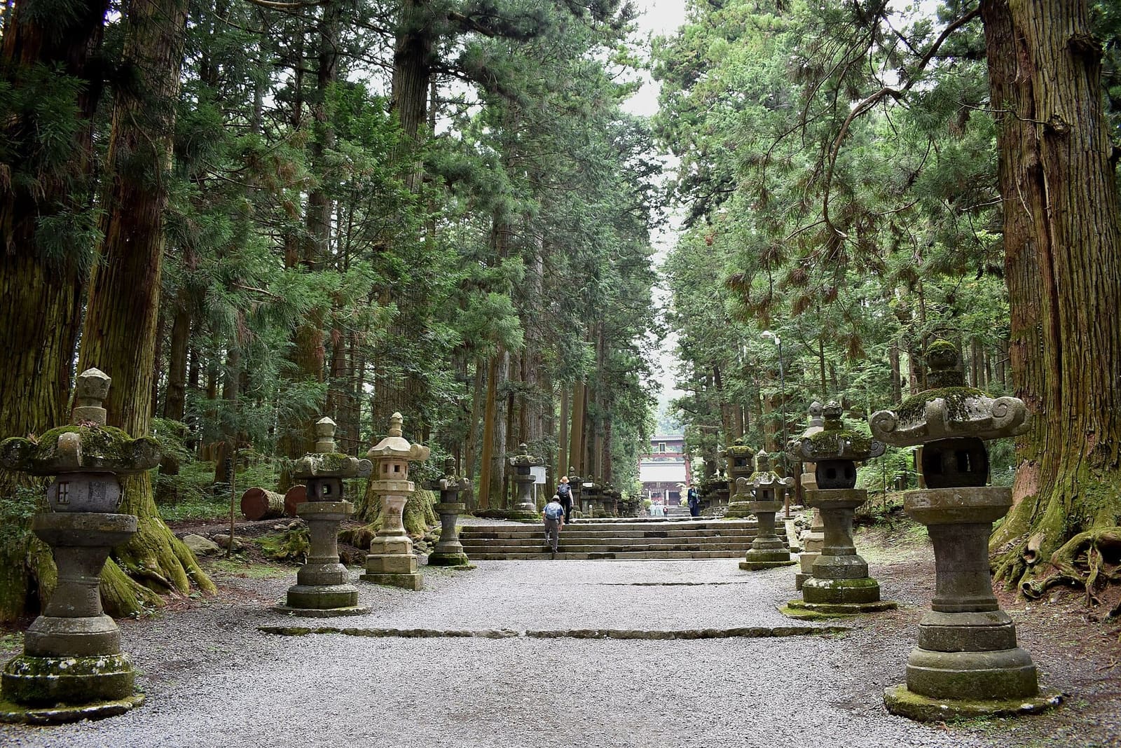 Approach to Kitaguchi Hongu Fuji Sengen Shrine lined with tall cedar trees and moss-covered stone lanterns