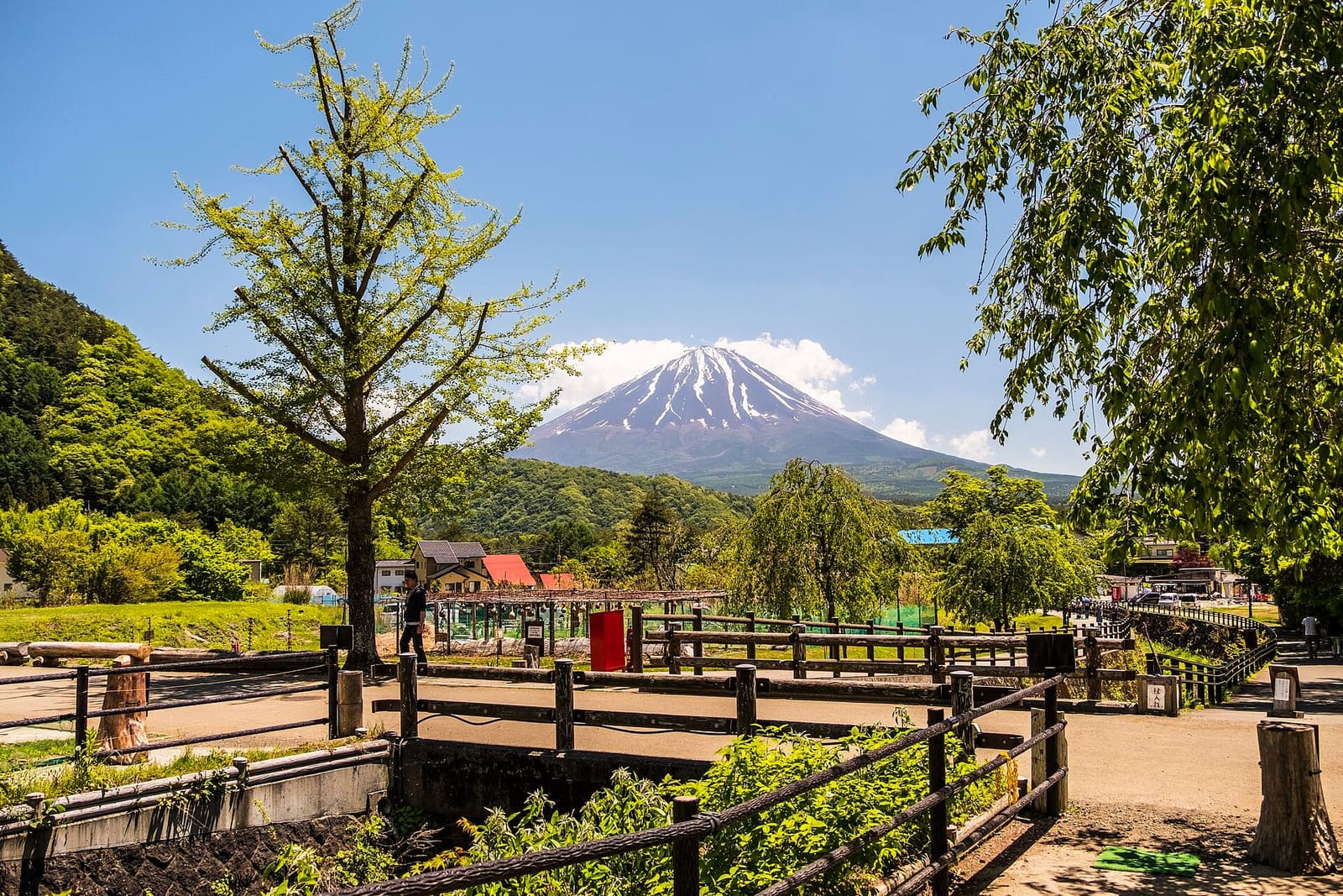 Wooden-railed paths and young trees at Saiko Iyashi-no-Sato Nenba, with snow-capped Mount Fuji behind