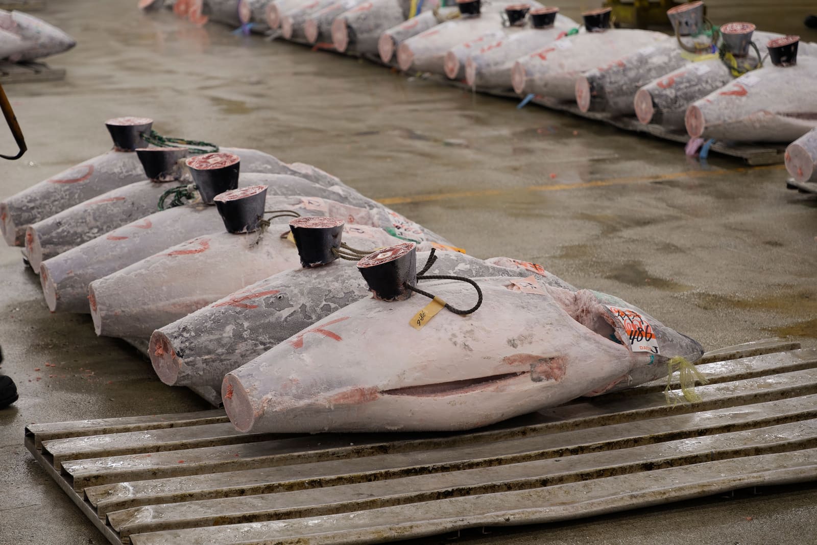 Toyosu Market fish auction and wholesale seafood market, Tokyo, Japan
