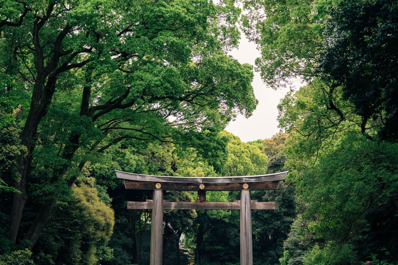 Yoyogi Park - open parkland and tree-lined paths near Harajuku, Tokyo, Japan