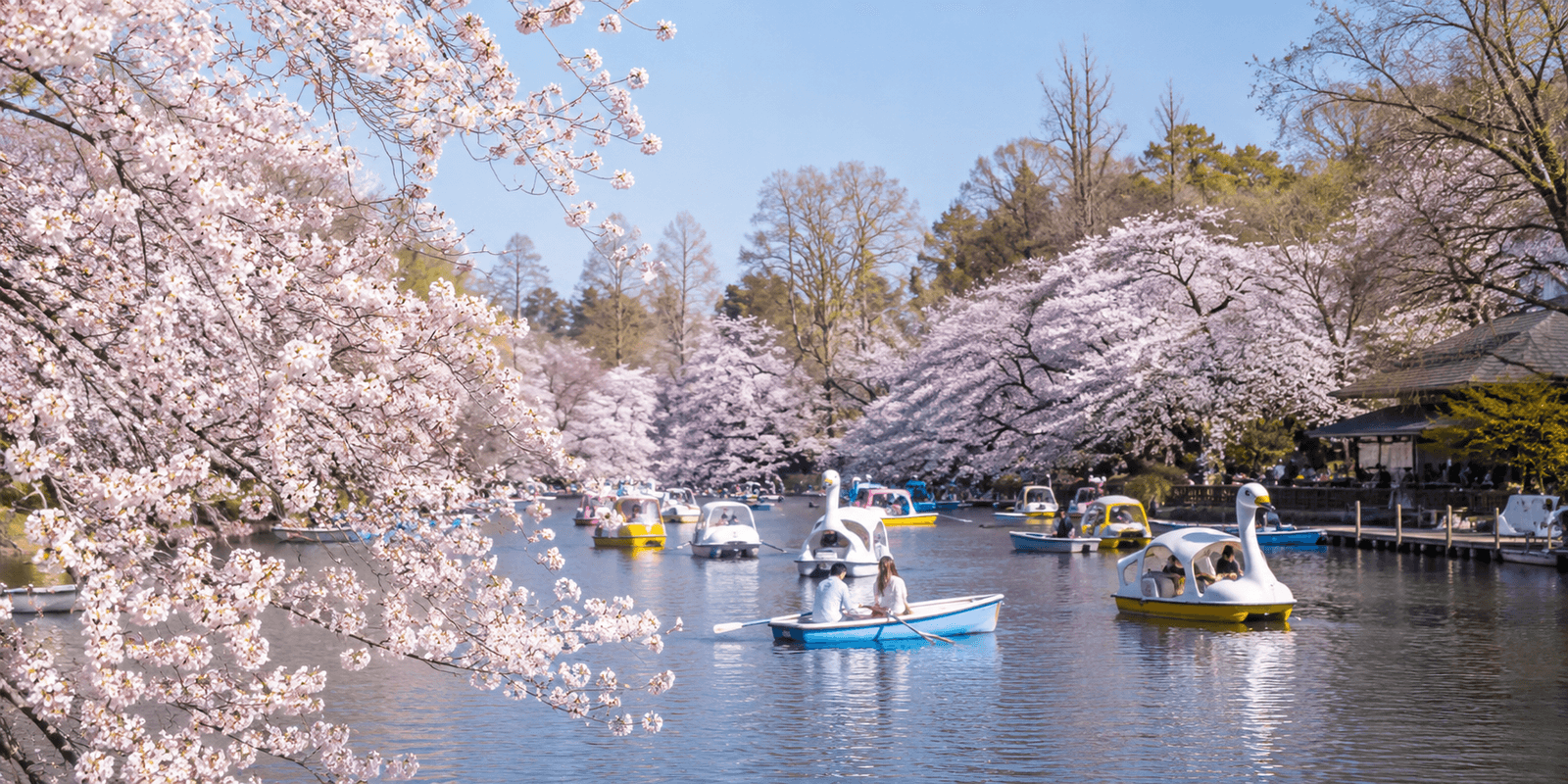 Inokashira Park's central pond with cherry blossoms and swan boats, Kichijoji, Tokyo, Japan