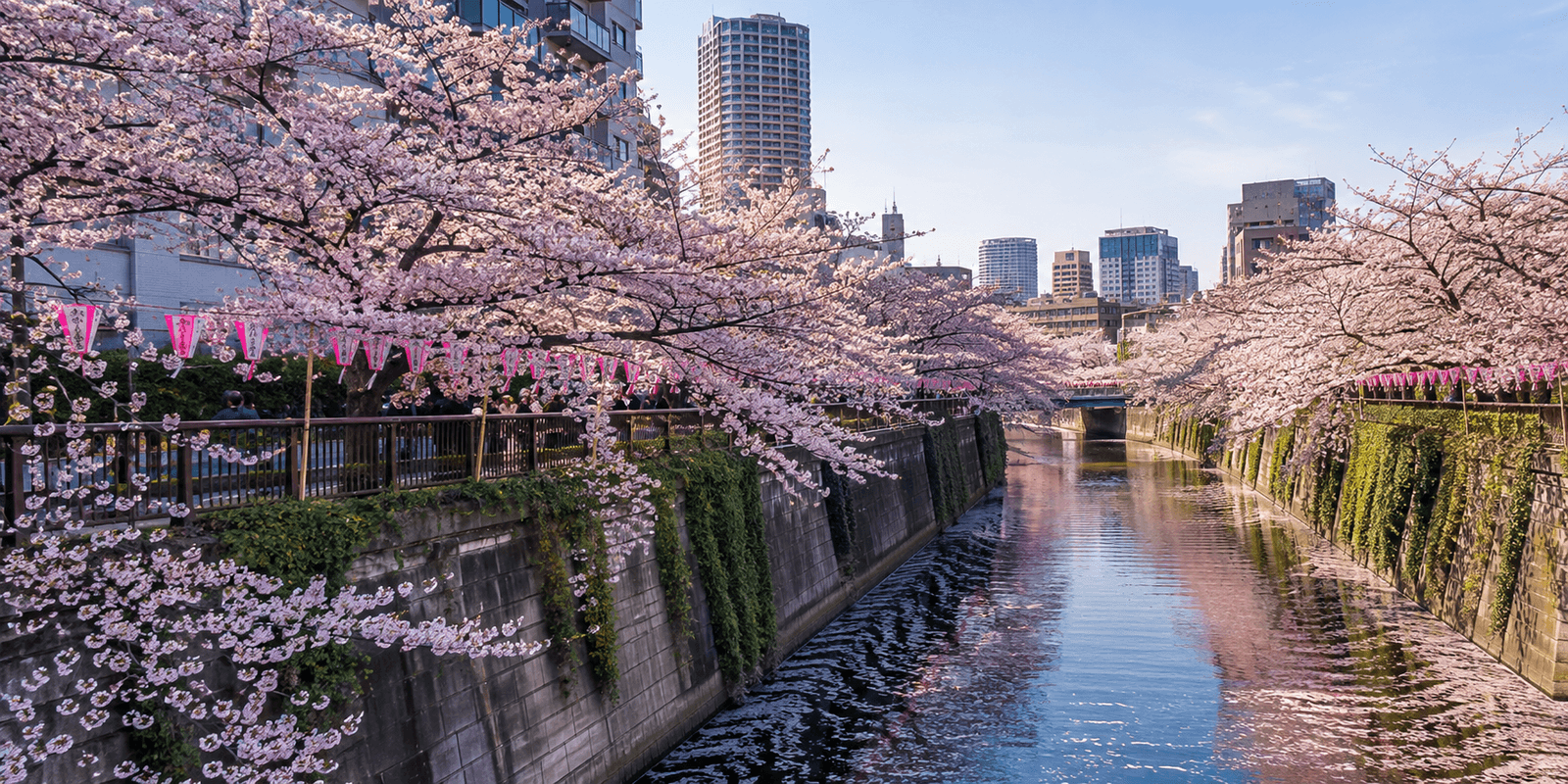 Cherry blossom canopy over the Meguro River near Nakano Bridge, Nakameguro, Tokyo, Japan