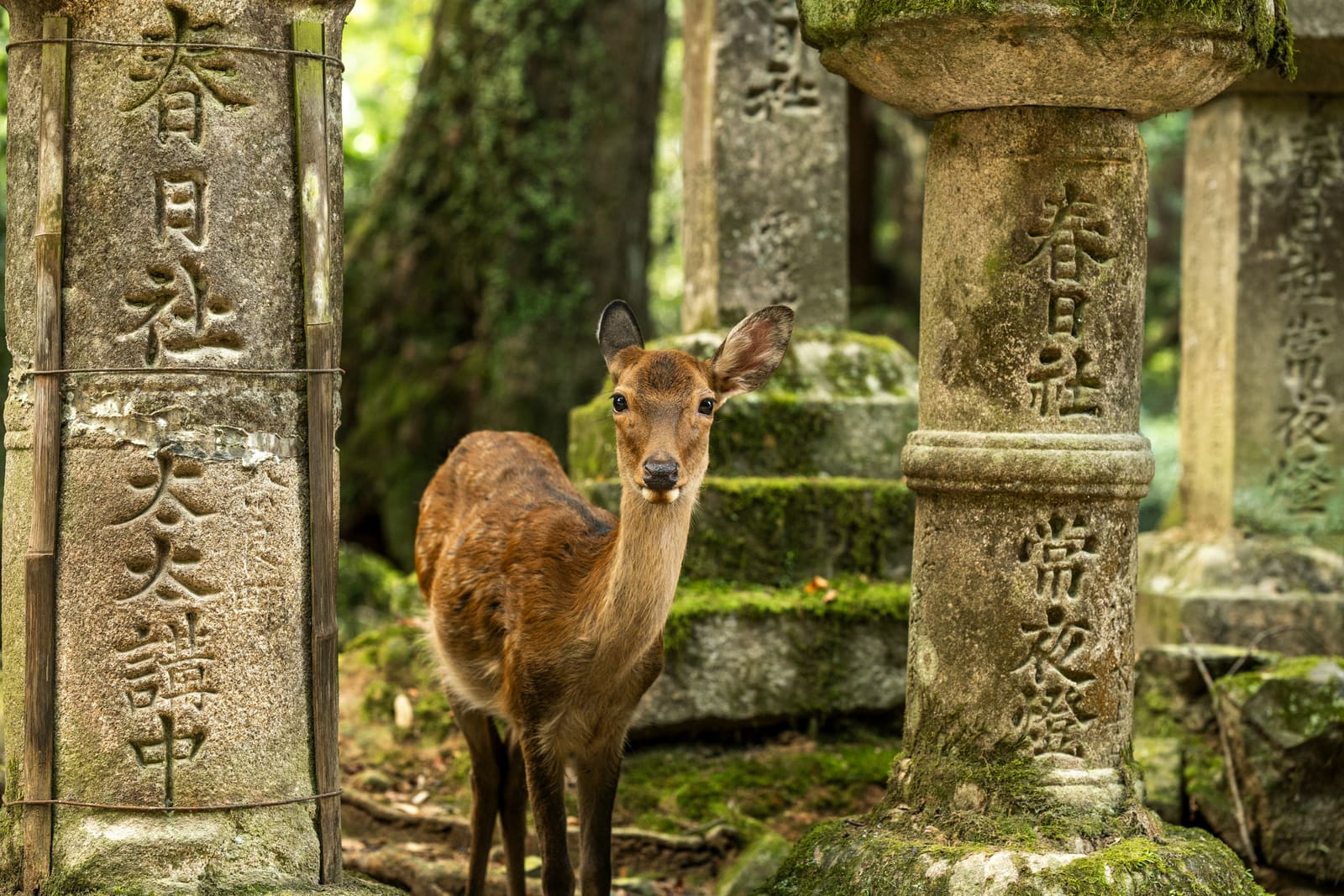 Nara Park with free-roaming deer near ancient temples, Japan