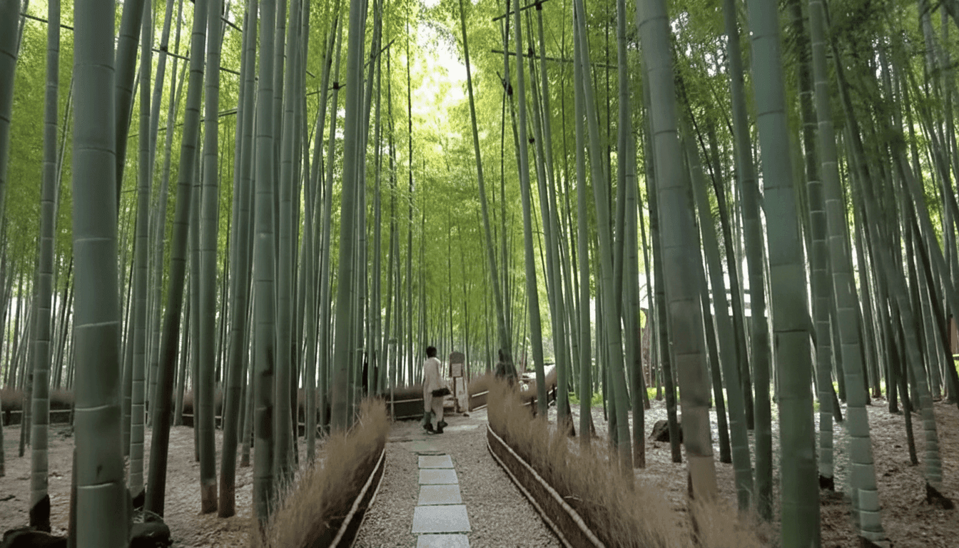 Hokokuji Temple bamboo grove in Kamakura Japan