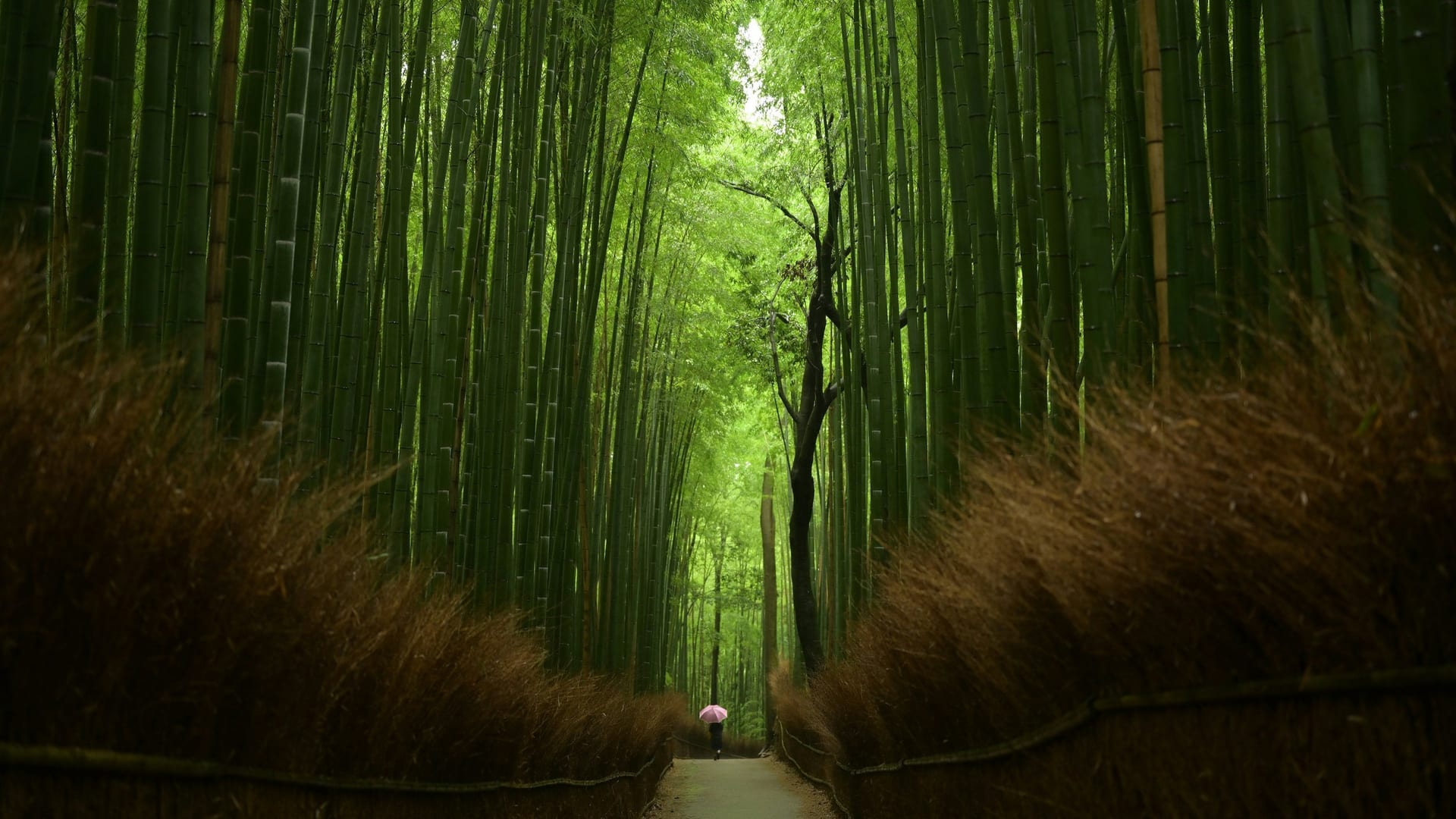The Arashiyama Bamboo Grove path flanked by towering bamboo stalks creating a cathedral-like green canopy, Kyoto
