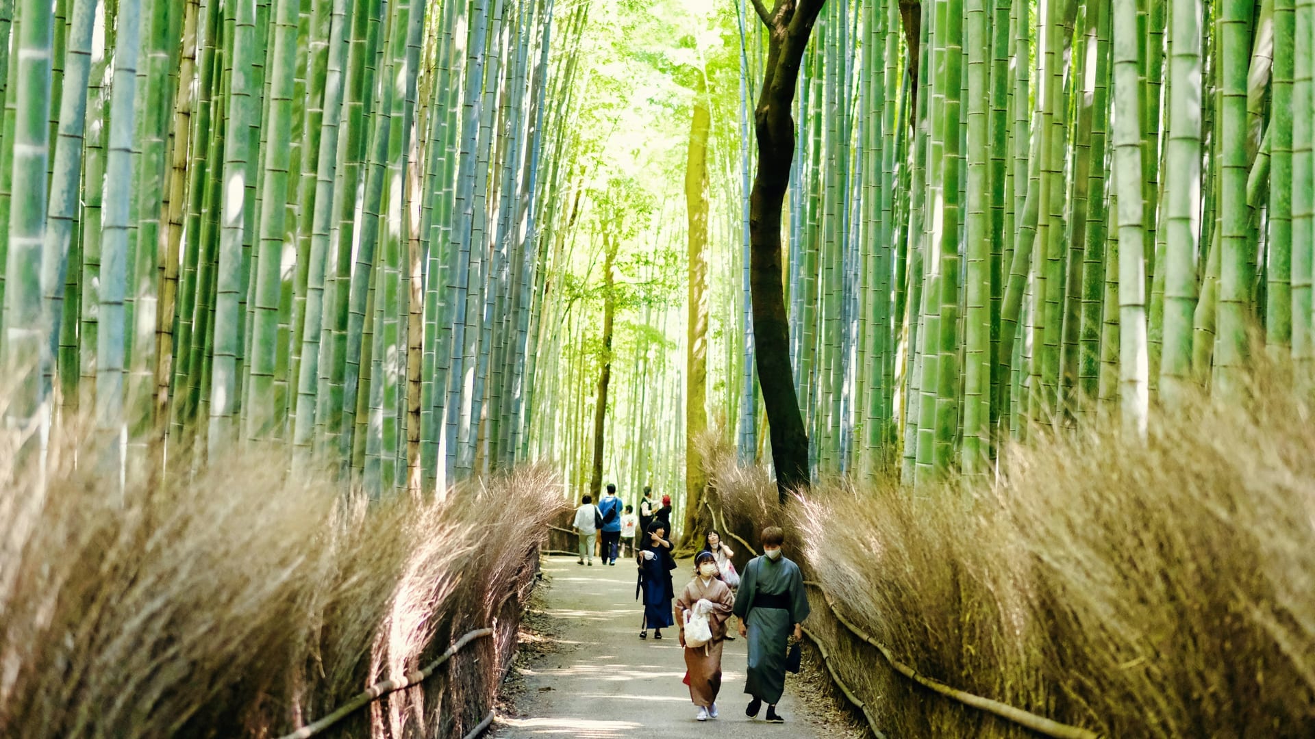 Towering Moso bamboo stalks lining the narrow pathway through Arashiyama Bamboo Grove, Kyoto
