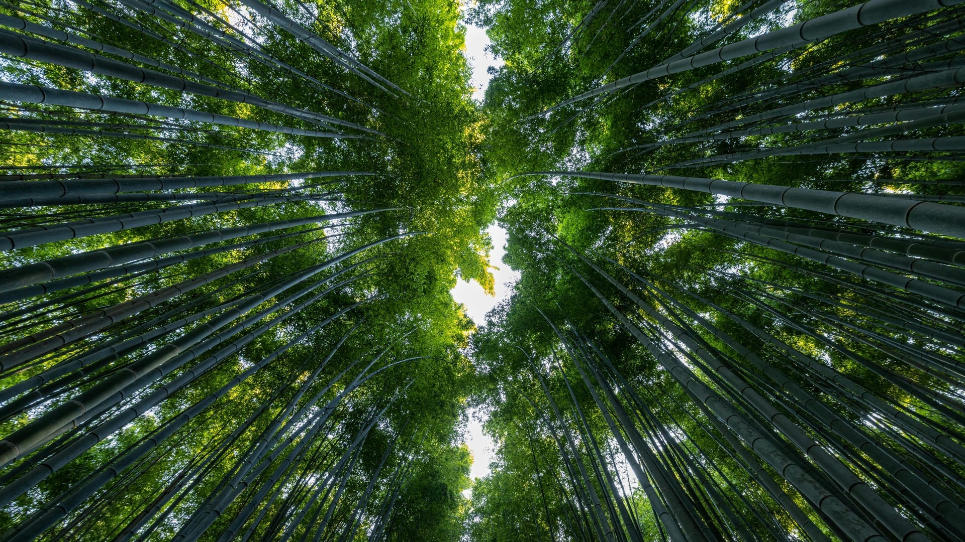 Traditional rickshaw passing through the bamboo-lined streets of Arashiyama, Kyoto