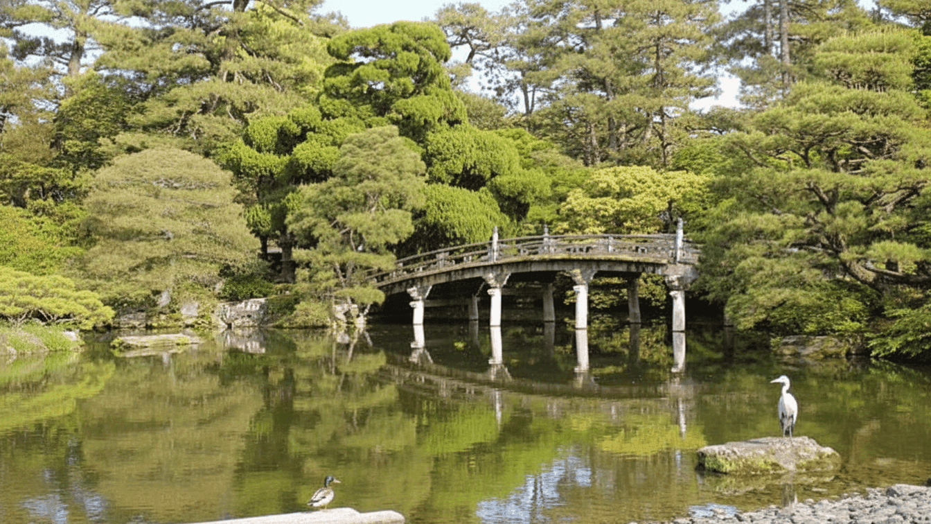 Cherry blossoms in the open parkland of Kyoto Imperial Park surrounding the palace complex
