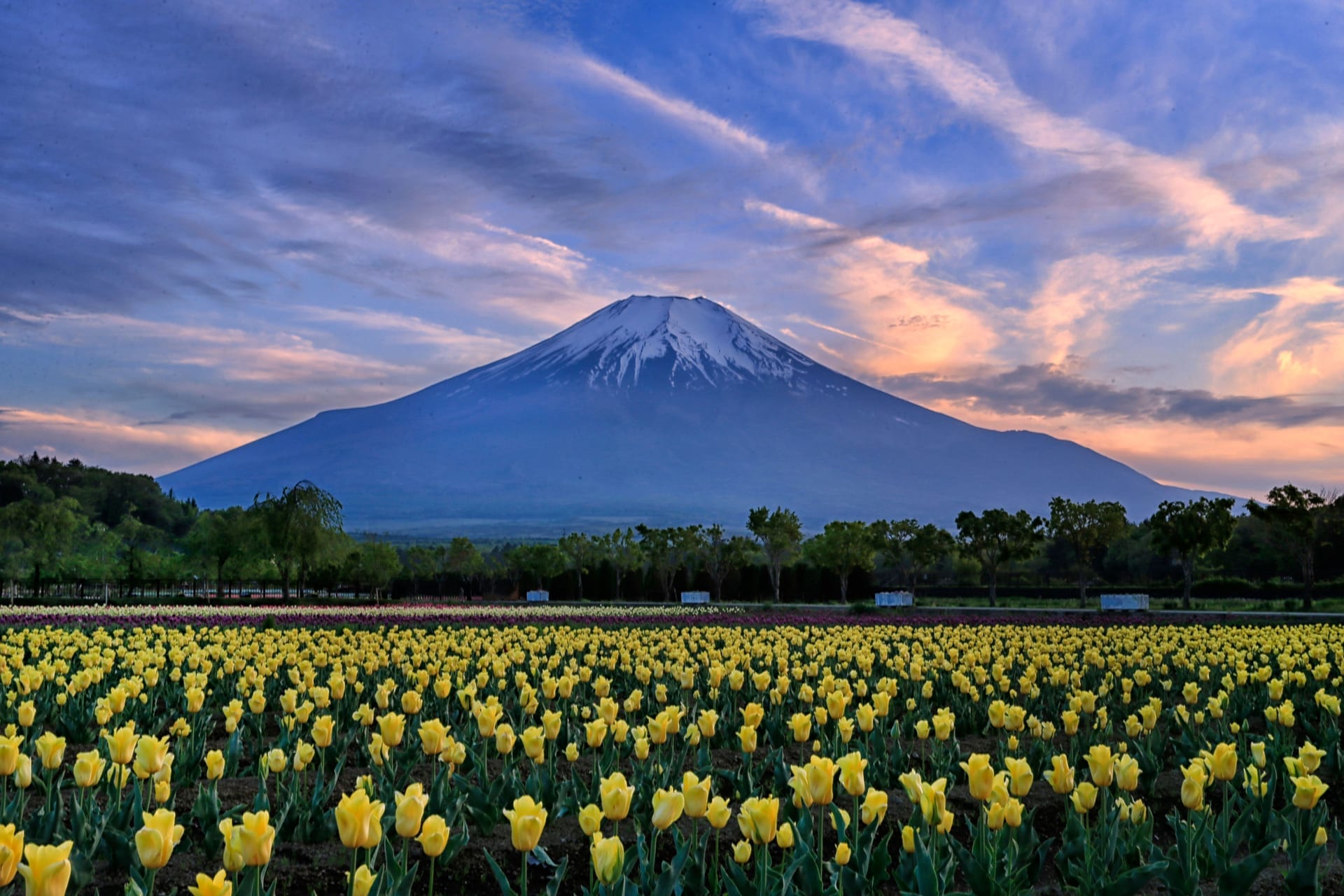 Oishi Park flower fields and Mount Fuji view Lake Kawaguchiko Japan