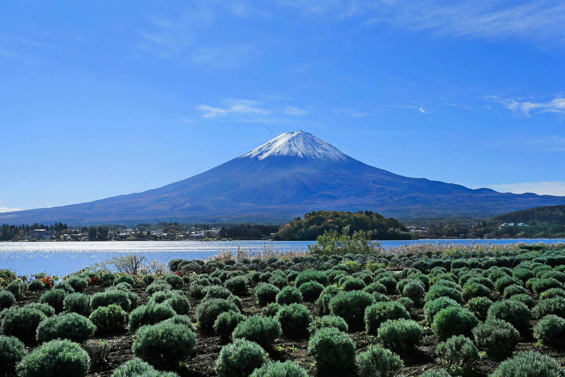Oishi Park lavender fields in bloom with Mount Fuji and Lake Kawaguchiko in background Japan