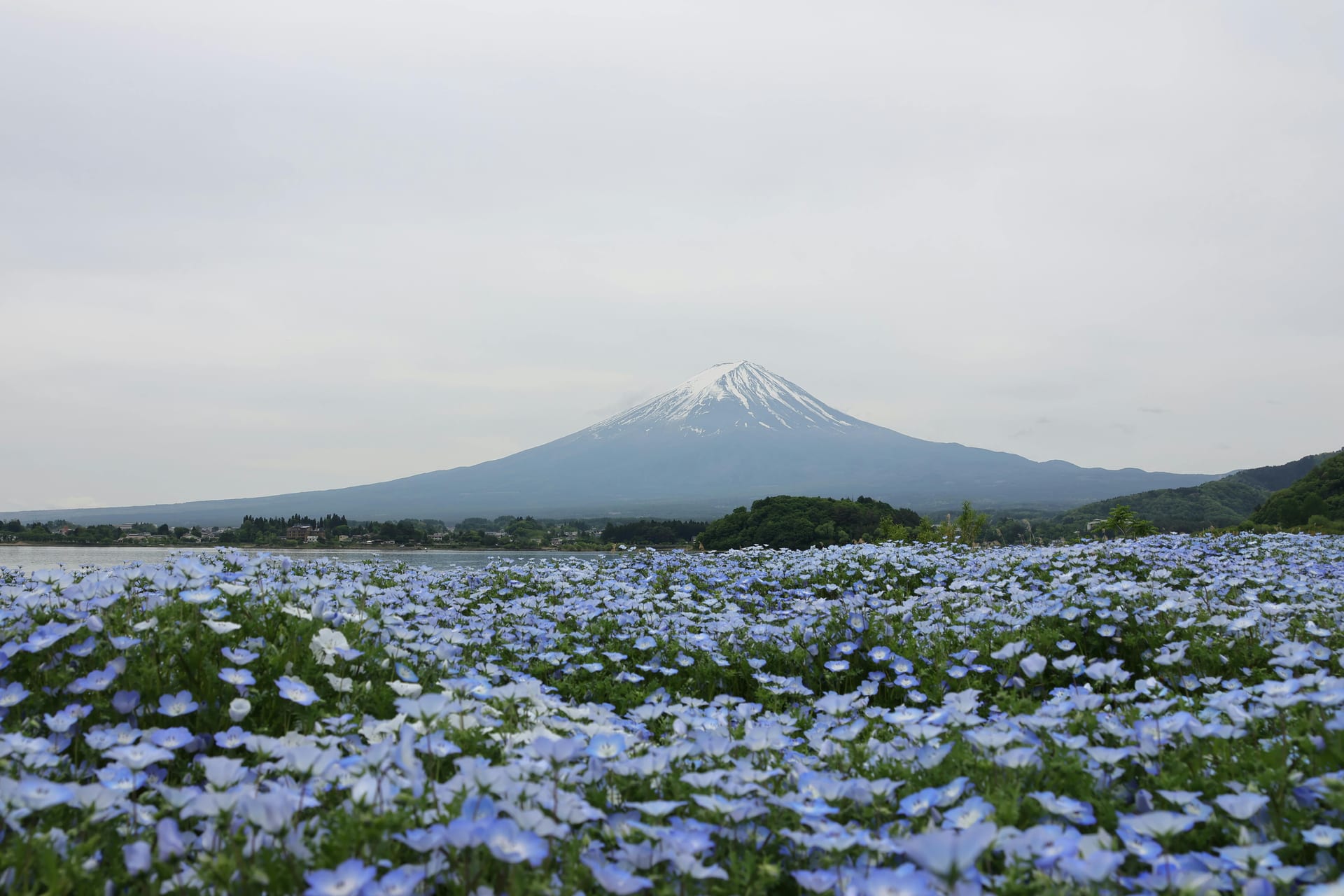 Oishi Park lakeside garden with seasonal flowers and panoramic Mount Fuji view Japan