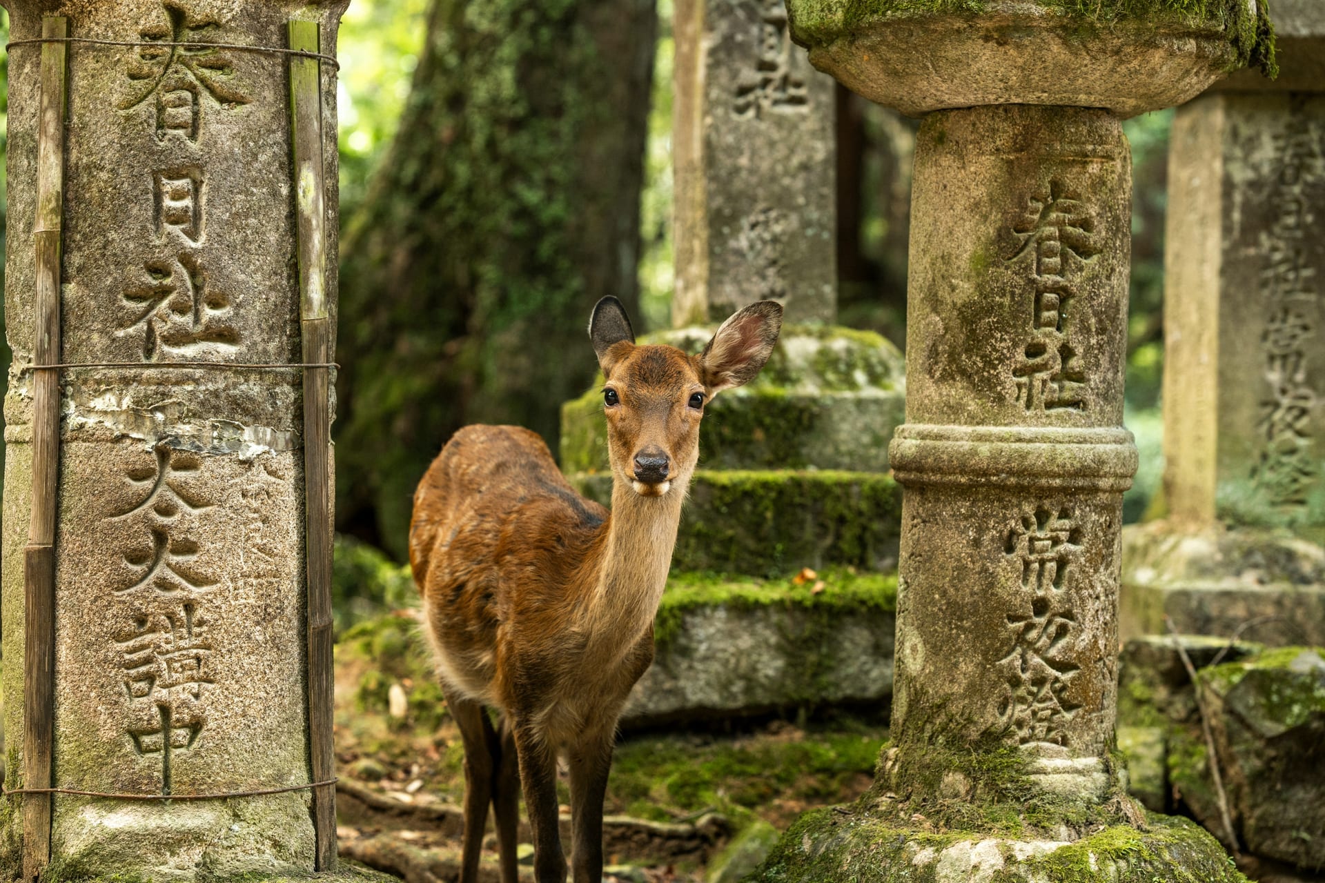 Visitors hand-feeding wild deer in open Nara Park Japan