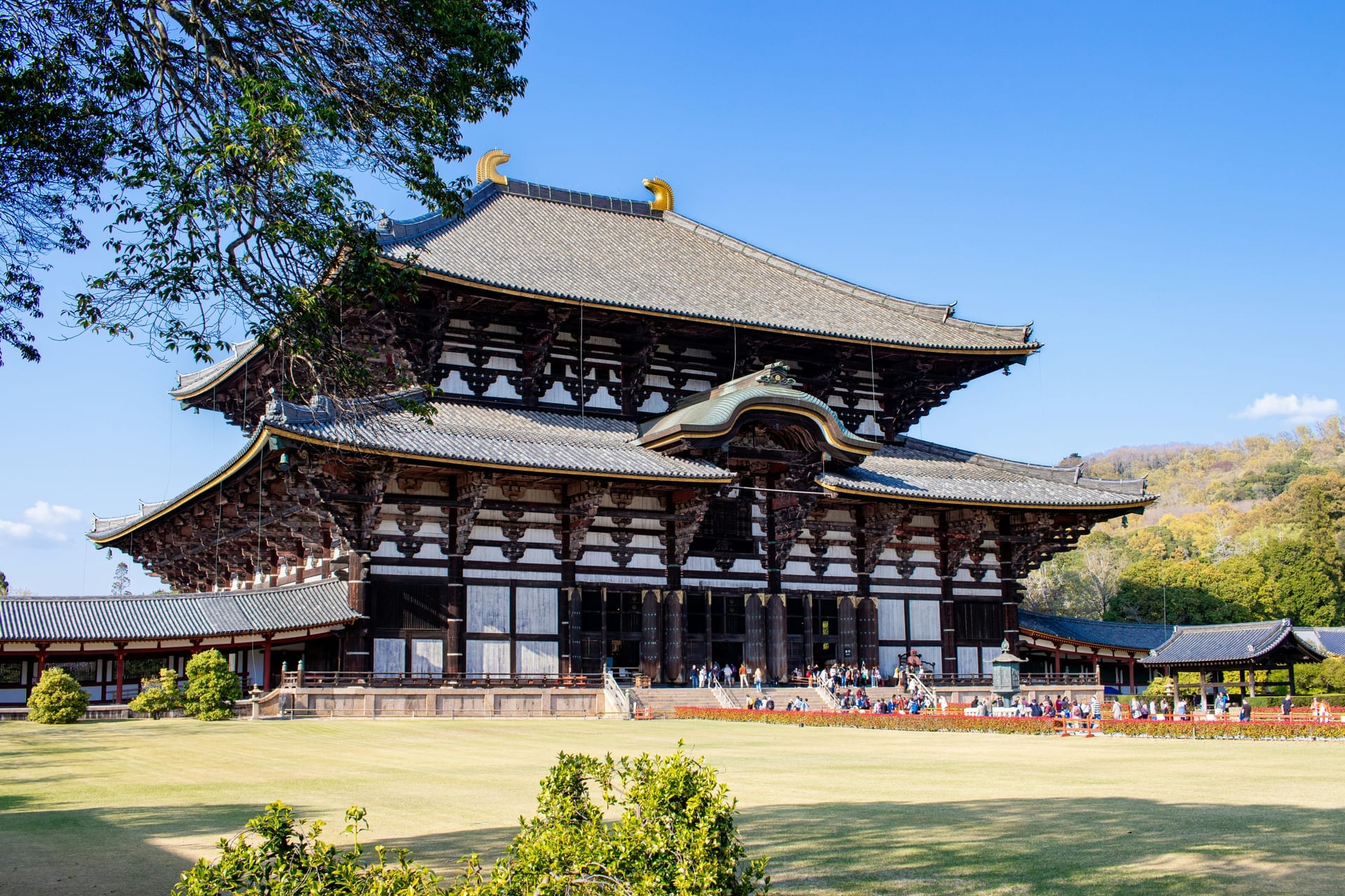 Deer grazing in courtyard with Todai-ji Temple in background Nara Japan