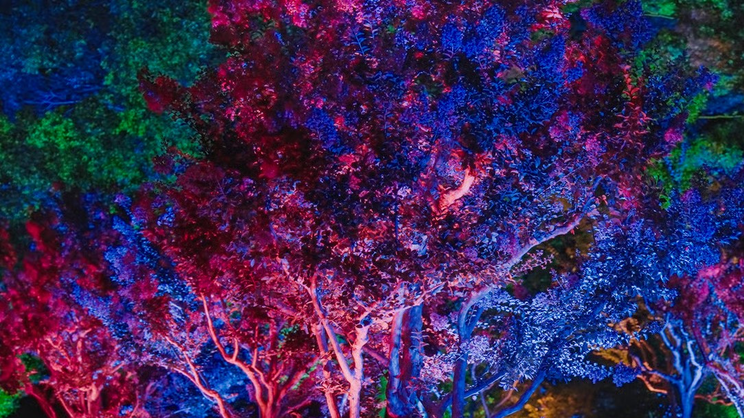 teamLab Botanical Garden Osaka illuminated trees glowing in vivid pink, blue, and green digital light at night, Japan