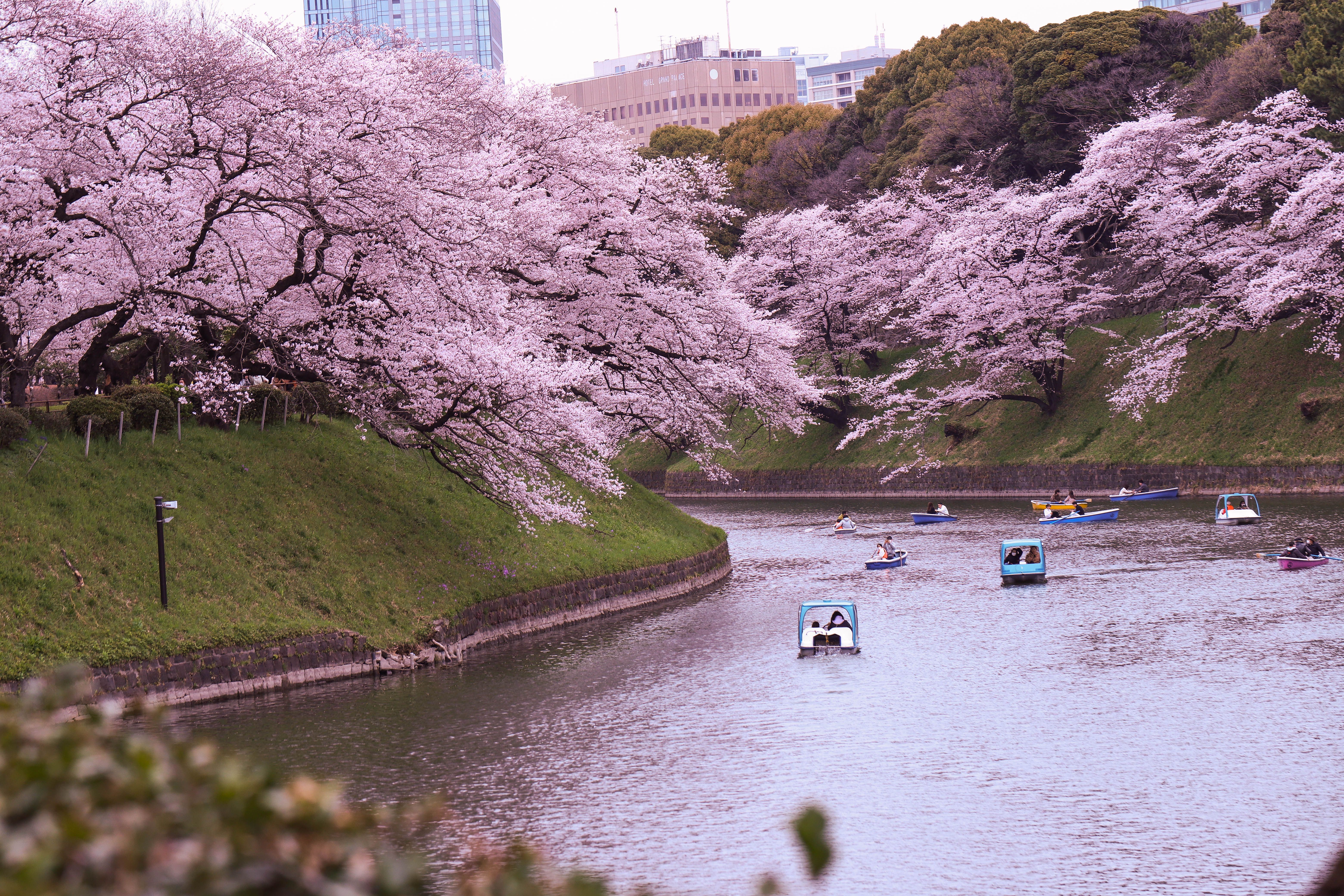Cherry blossoms along the Chidorigafuchi moat in Tokyo with rowboats on the water
