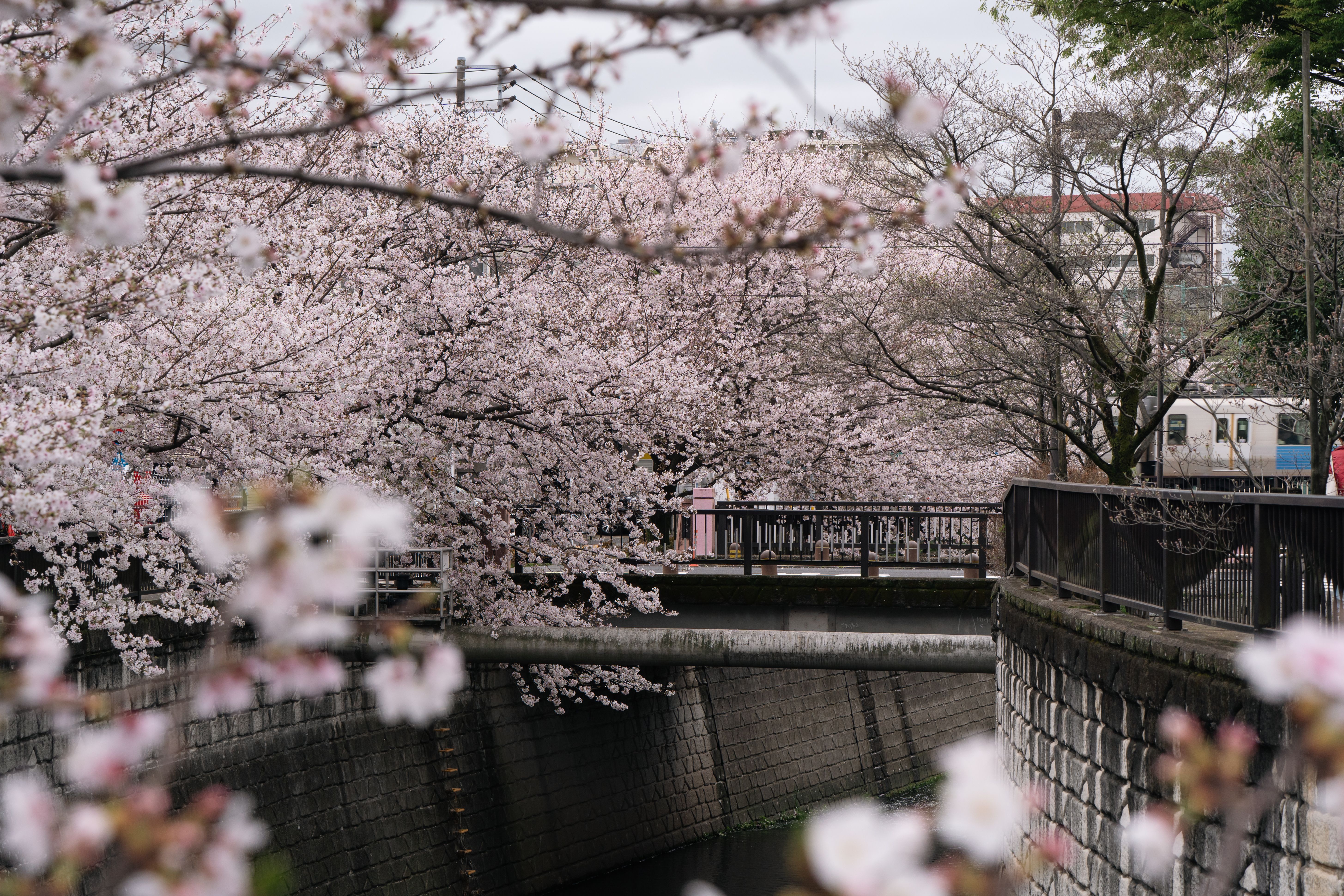 Cherry blossoms in Japan during spring
